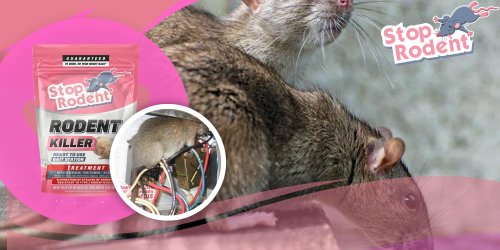 What is the most effective treatment to combat rodents?