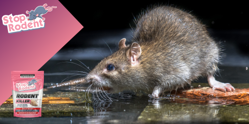 What are the most effective methods for getting rid of rats?