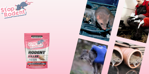 Les précautions indispensables à prendre lors de l'utilisation du produit anti-rongeur Morts-aux-rats