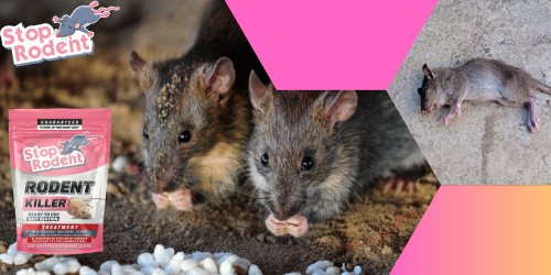 Morts-aux-rats : Comprendre les réglementations en vigueur pour les produits anti-rongeurs